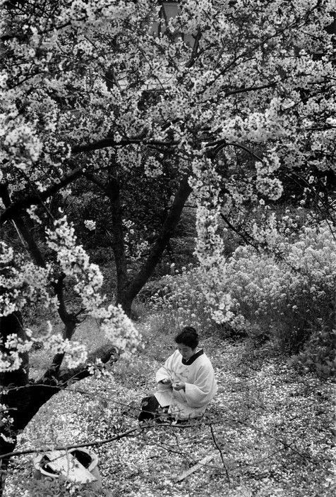 Woman_among_cherry_trees..jpg