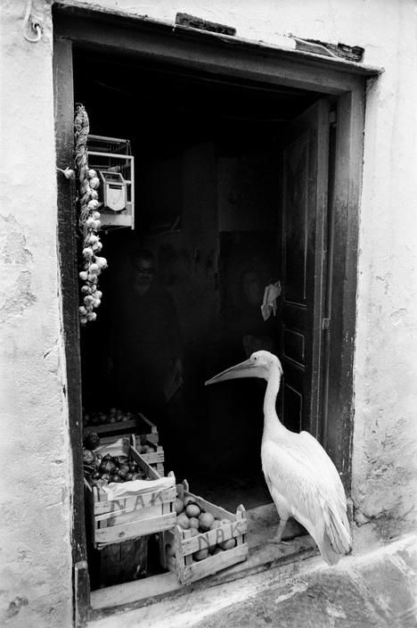 Petros_the_pelican__Mykonos__Greece__1964__by_Ren___Burri.jpg