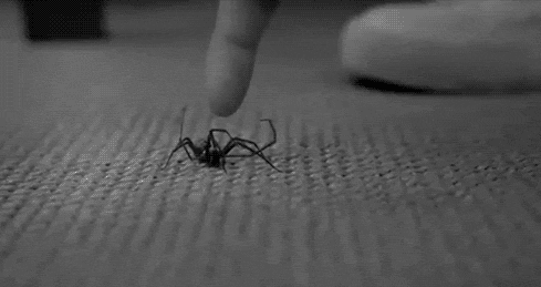 650_large.gif