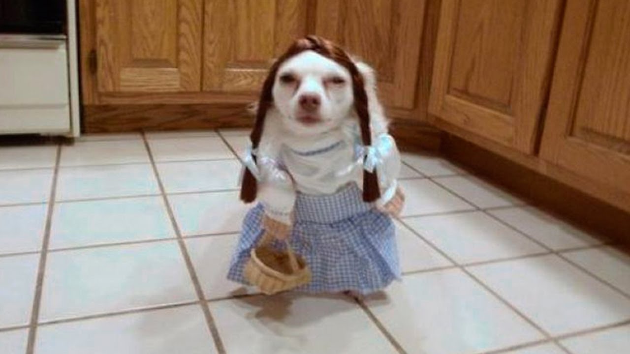 funny_animals2.jpg