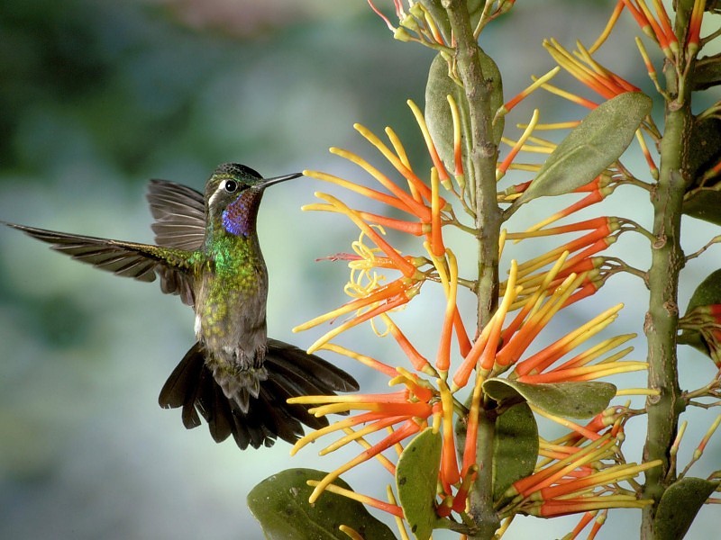 a_beautiful_humming_bird_poto_background_55788.jpg