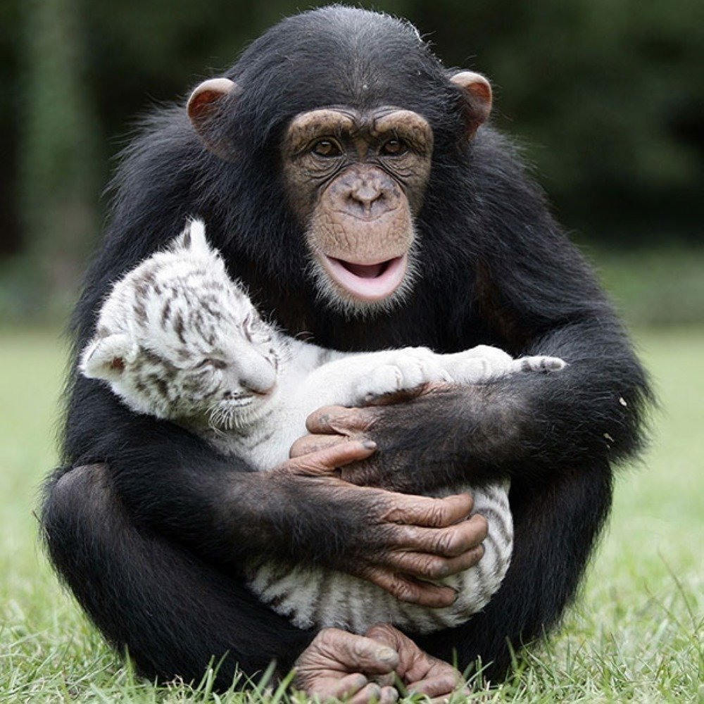 90058_amazing_unlikely_animal_friends.jpg