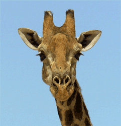 Giraffe_Winking_69439.gif