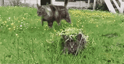 Cat_Hiding_in_Grass_Scares_Other_Cat.gif