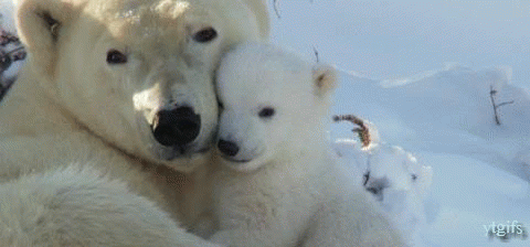 polar_bear_hug_ytgifs_o.gif