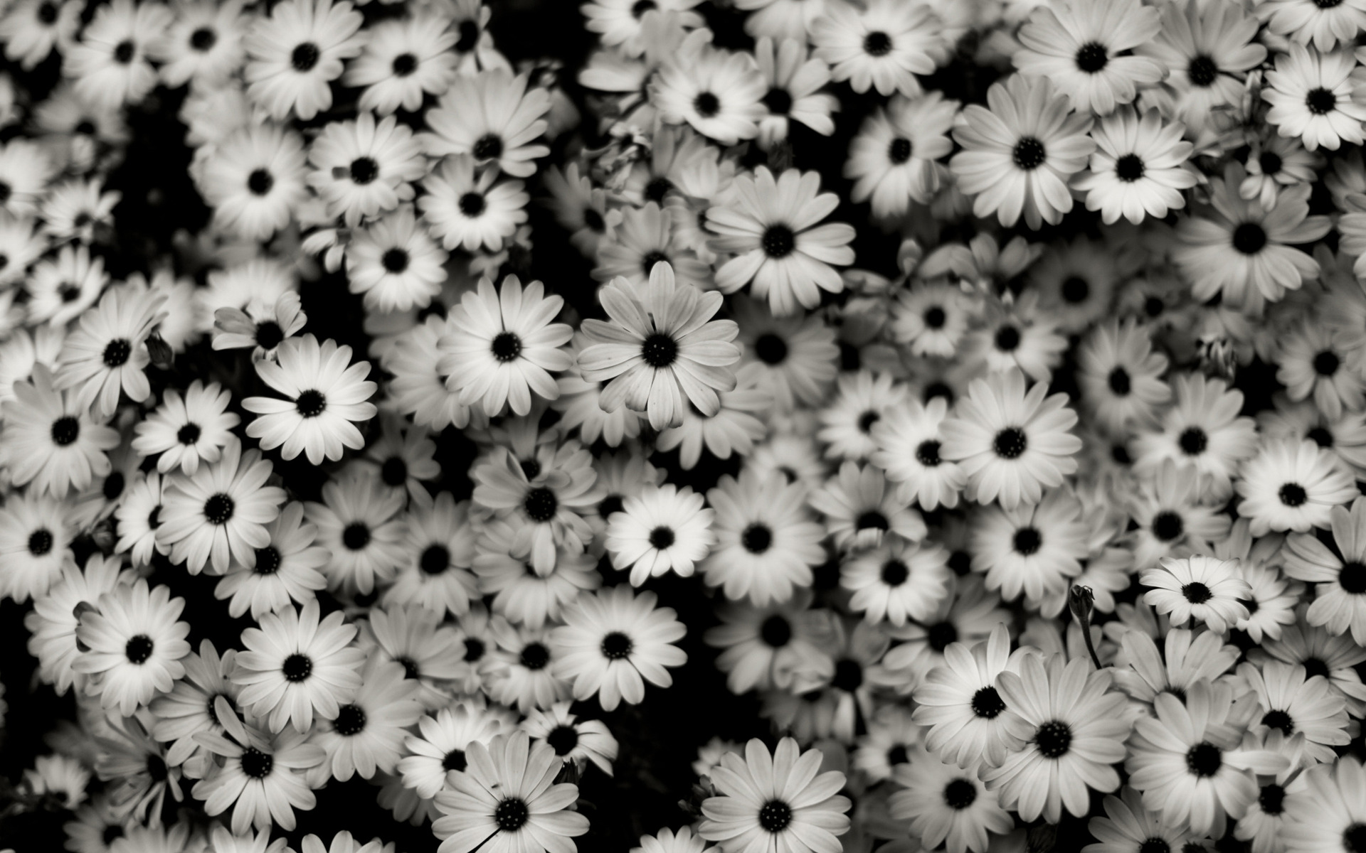 47534066_black_and_white_picture.jpg