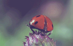 tumblr_mhairvuSjP1rjanwqo1_250.gif