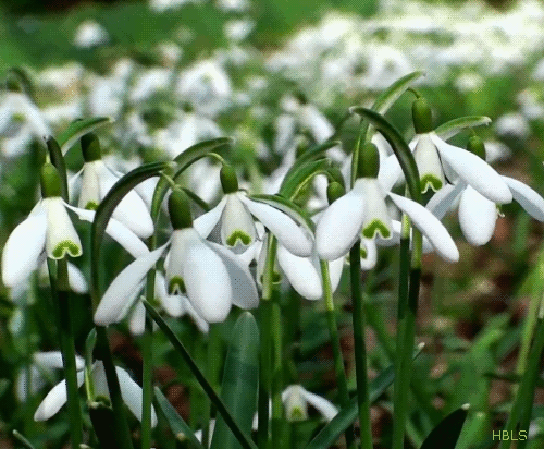 spring_nature_gif_2.gif