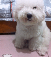 giphy__1_.gif