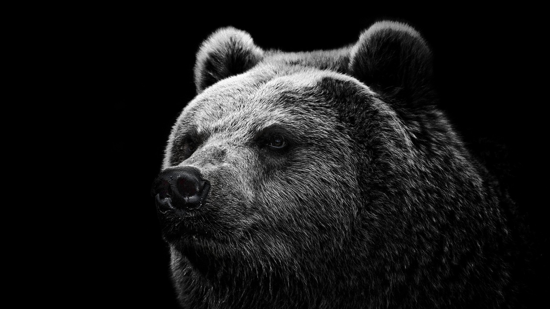 bear_grizzly_bear_eyes_nose_85885_1920x1080.jpg