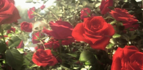 tumblr_om70oeKXNj1w6nknoo1_500.gif