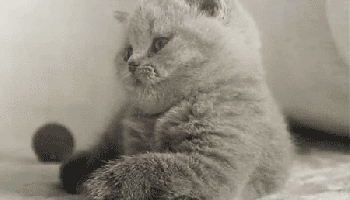 cute_kitten.gif