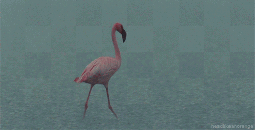 gifki_priroda_01.gif