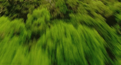 tropical_rainforest_gif_6547.gif