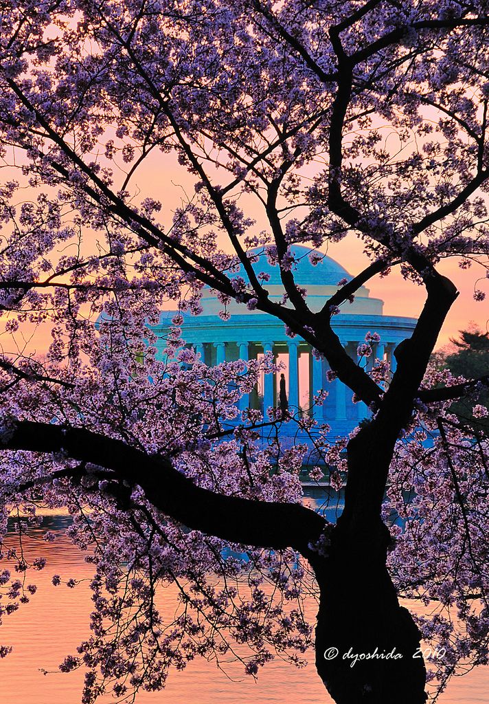 Cherry_Blossom_festival__Washington_DC.jpg