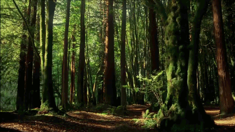 trees.gif