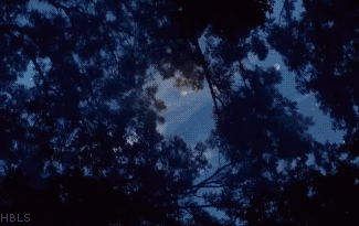 EnchantedForest_1_zpsgoa5ec5r.gif