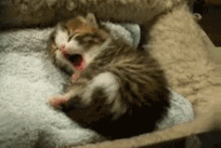 catg_cute_cat_gif_2.gif