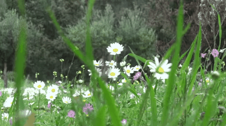 daisy_animated_gif_4.gif