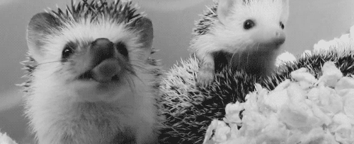 Cutest_hedgehog_gifs_blackandwhite.gif