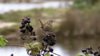 IMG_2197.GIF