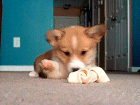 giphy.gif