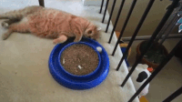 200w__1_.gif
