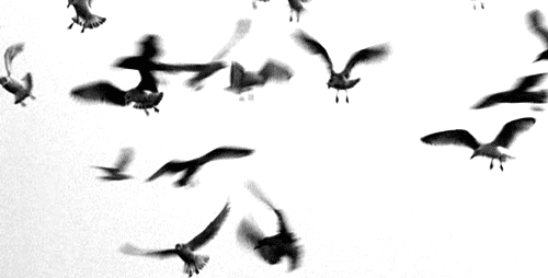 birds_10.gif