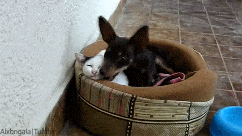 1690193.main_image.gif
