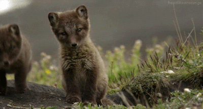 tumblr_o66hodFLNv1tp0vo3o1_400.gif