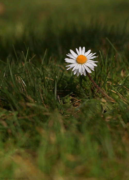 daisy_animated_gif_1.gif