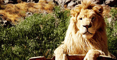 aslan_kral.gif