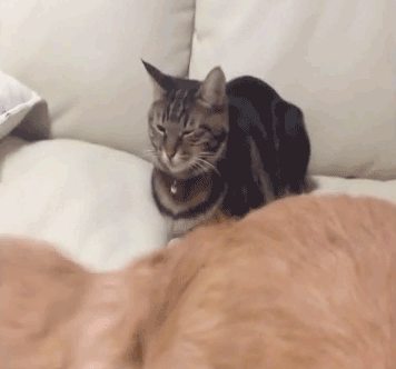 tumblr_okcmljhhkM1tv1bhvo1_400.gif