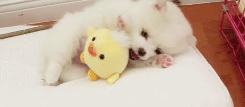 c492c554da07bb8a9ac39e3e18fc0257.gif