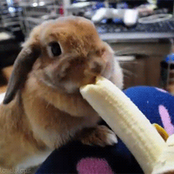 16._Yeh__banana_is_delicious.gif