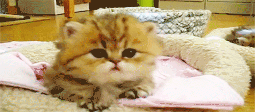 miau.gif