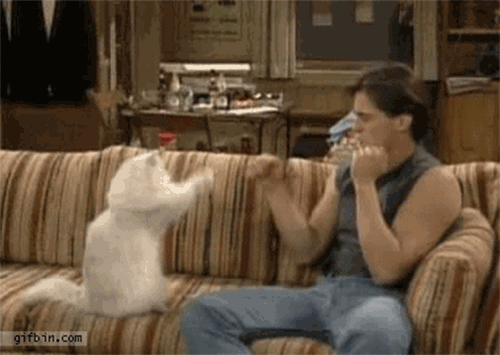 cat.gif