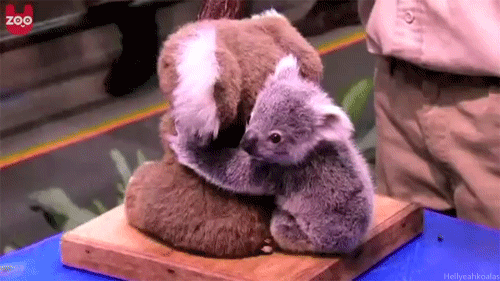 When_A_Baby_Koala_Hugs_A_Stuffed_Koala.gif