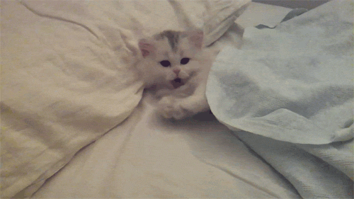 80737ea6d5c3ef674b52cfe8d6cc6e90.gif