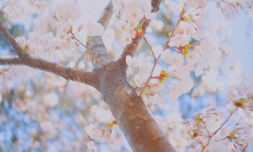 beautiful_cherryblossom_flowers_grunge_Favim.com_2673369.gif