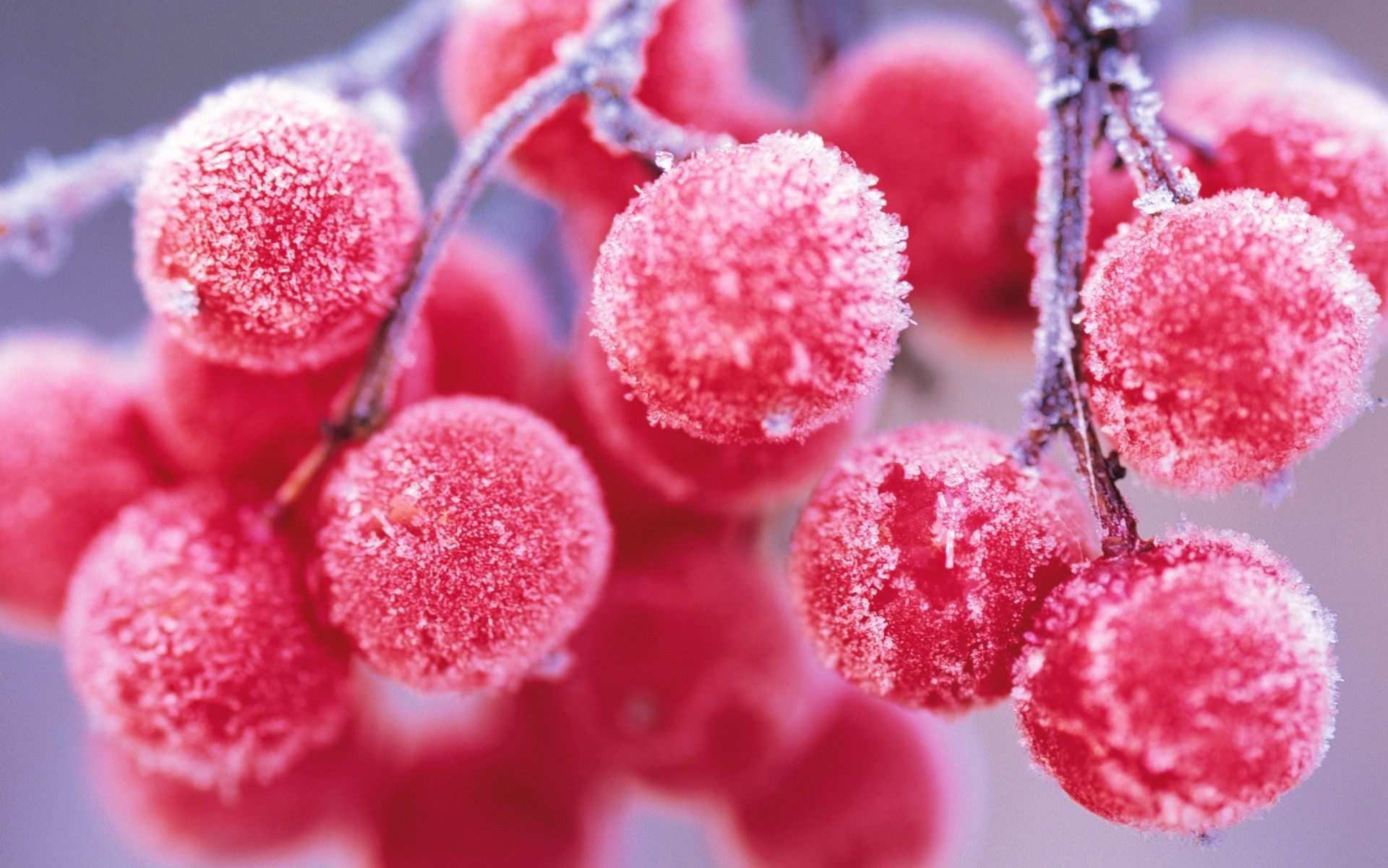 red_berries_hd_wallpaper.jpg