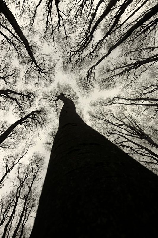 Photograph_Neurons_II_by_Joanna_Antosik.jpg