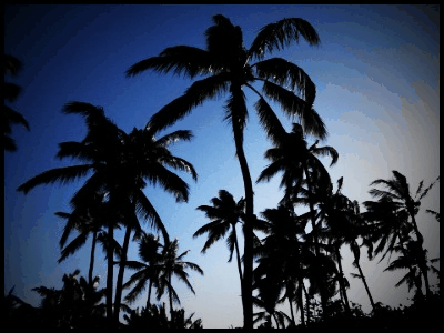 waving_palms.gif