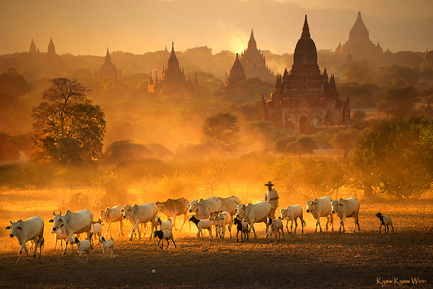 The_Herdsman_____Bagan__Myanmar.jpg