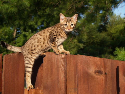 Savannah_cat1.jpg