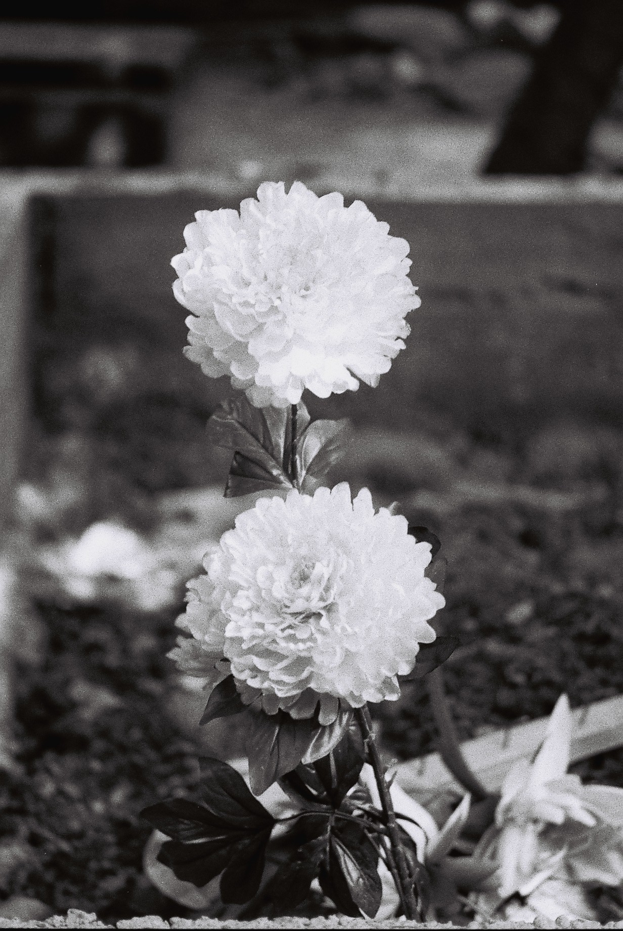 F6380007.JPG