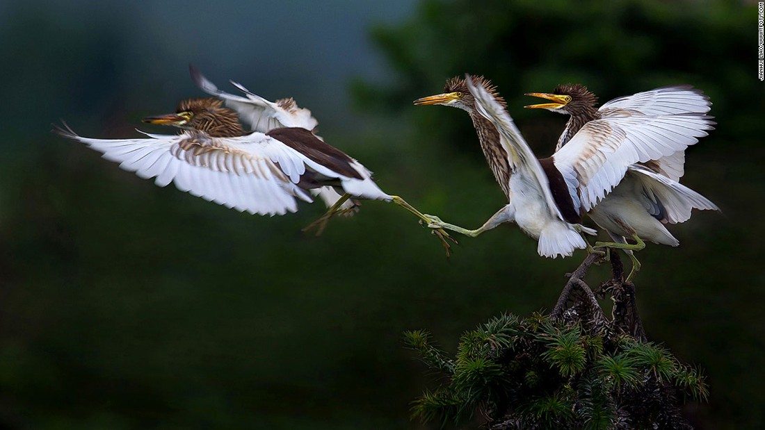 Birds_holding_back_Jianhui_Liao_.jpg