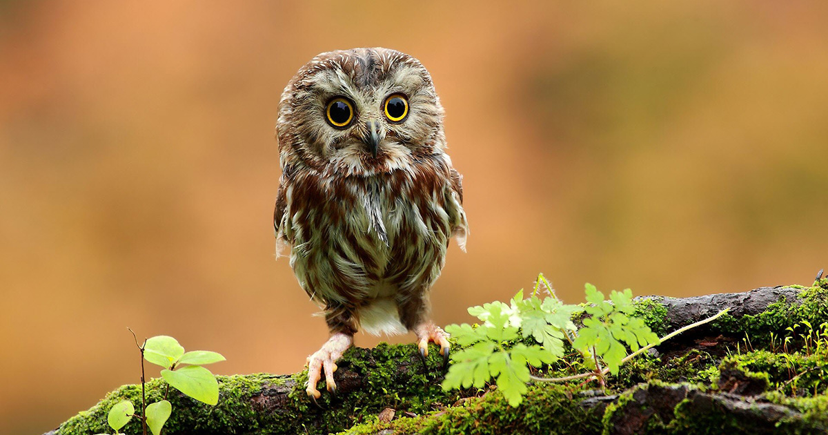 nature_animal_quotes.jpg