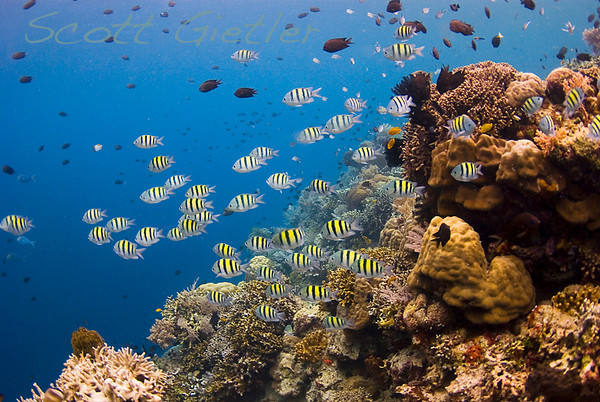 36814665_underwater_pictures.jpg