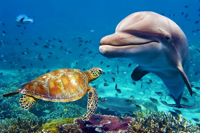 Animais_da_vida_submarina_peixe_tartaruga_Golfinho_JZK200_sala_home_da_parede_arte_moderna_decora_o.jpg_640x640.jpg
